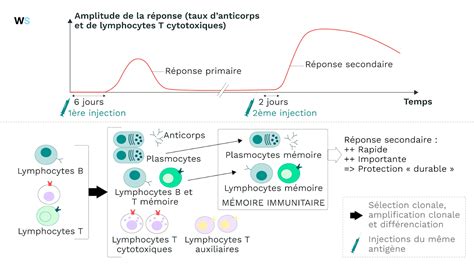 Mémoire immunitaire