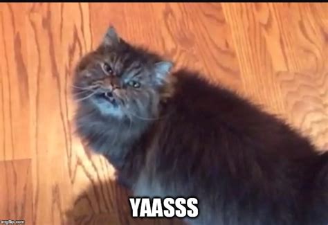 M Yass Cat Meme