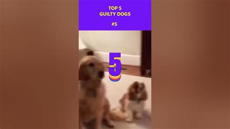 MOST GUILTY DOGS YouTube