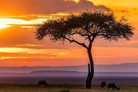 Maasai Mara sunset