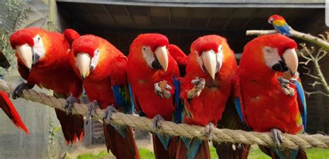 Macaw Spectacle