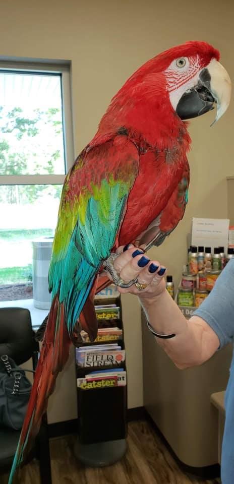 Macaw Vet Near Me
