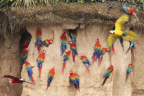 Macaws at Clay Lick
