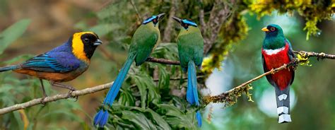 ‘From Ollantaytambo Machu Picchu Birding Private Tour’: A Detailed Review