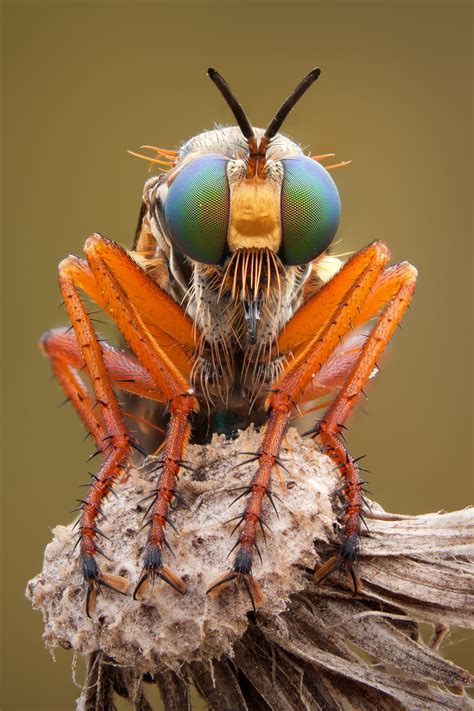 Macro Focus for Detail Shots