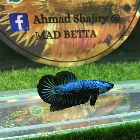 Mad Betta Fish