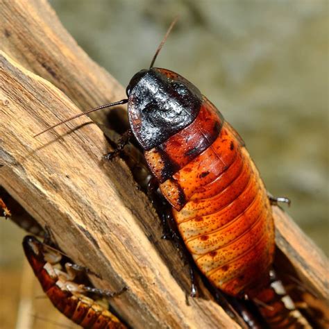 Madagascar Hissing Cockroach on a hand