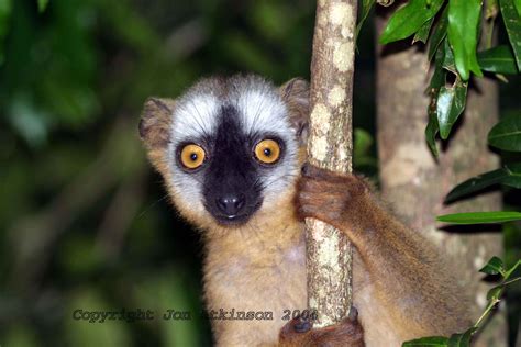 Madagascar lemur