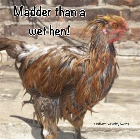Madder than a wet hen