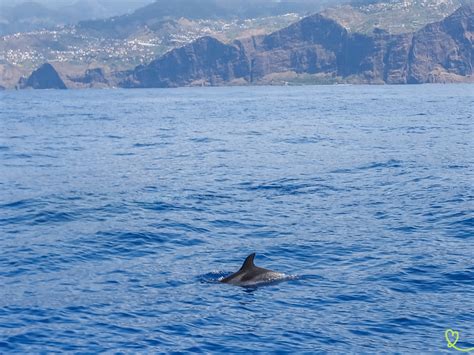 Madeira Dolphin Watching