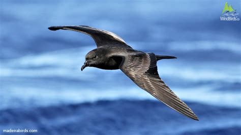 Madeira Petrel Conservation Status