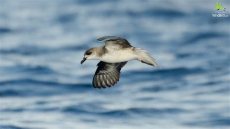 Madeira Petrel Future Hopes Challenges