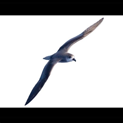 Madeira Petrel Identifying Key Features