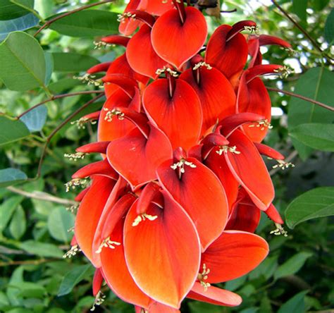 Madeira flora
