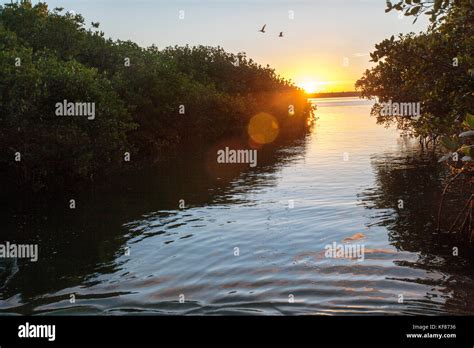 Magdalena Bay Mangroves