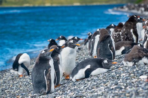 Magdalena Island Penguins: Cruise Excursion Review