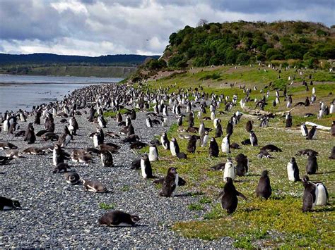 Magellanic Penguin Colony