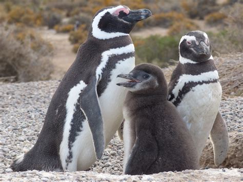 Magellanic penguin colonies