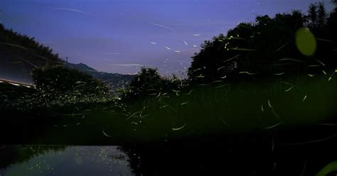 Magical Firefly Experience