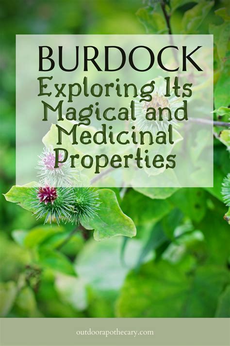 The Enchanting Benefits of Burdock: Unveiling its Magical Properties for a Healthier You