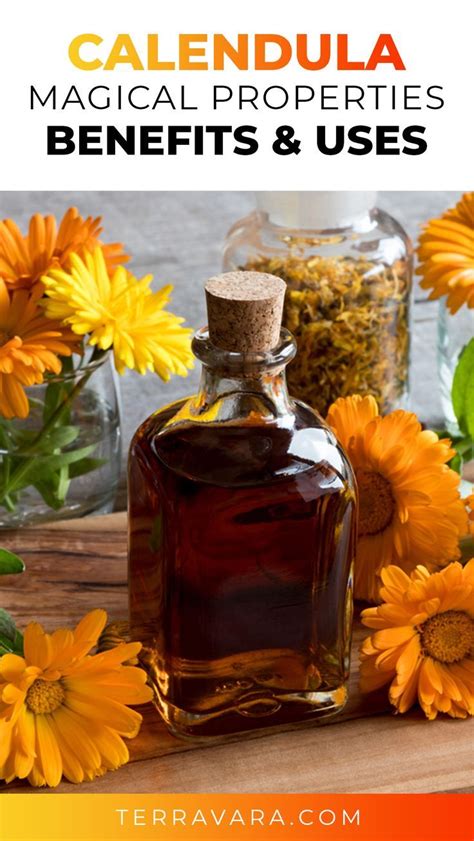 Discover the Enchanting Power of Calendula: Unveiling Its Magical Properties for Beauty, Health and Healing
