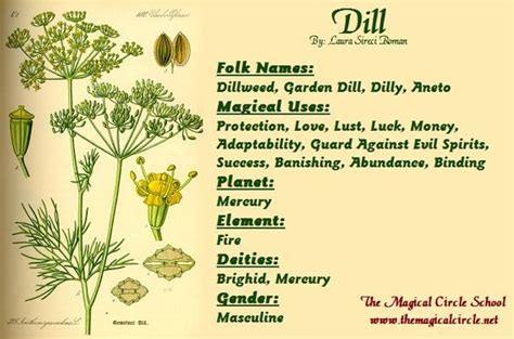 Discover the Enchanting Benefits of Dill for Everyday Wellness
