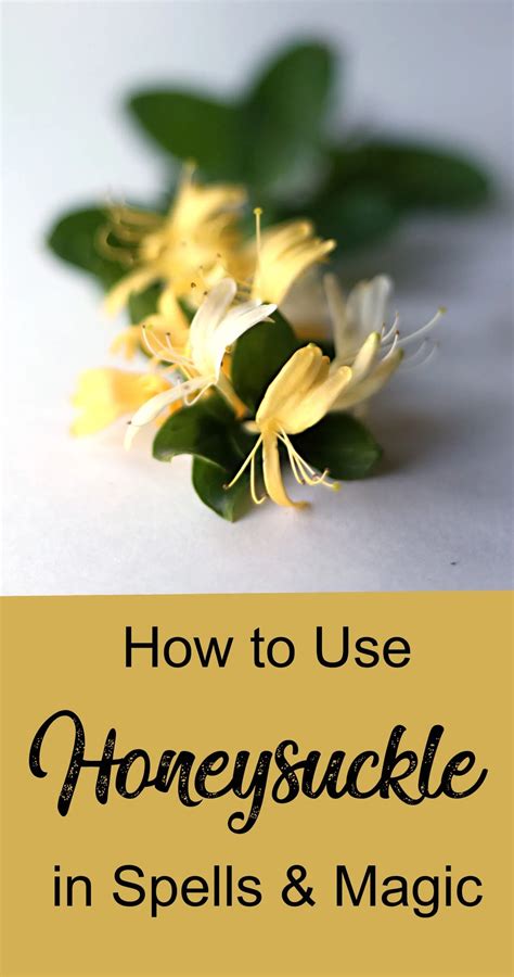 Unveiling the Mysterious Magic: Discover the Wondrous and Mystical Properties of Honeysuckle