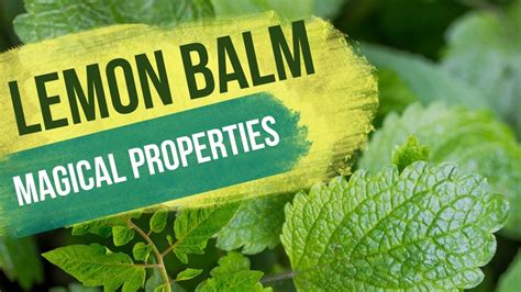 Unlocking the Mystical Powers of Lemon Balm: Discovering Its Secret Magical Properties