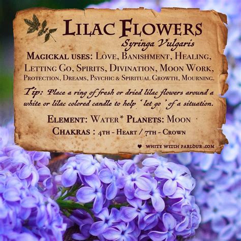 The Wondrous Wonders of Lilac: Exploring Its Powerful Magical Properties