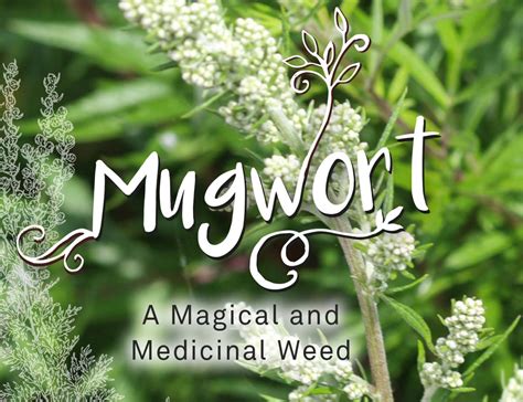Unlocking the Mystical Powers of Cannabis: A Guide to the Magical Properties of Weed
