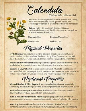 Discover the Enchanting Powers of Calendula: Unveiling the Mystical World of Magickal Properties