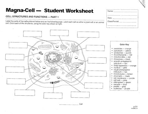 Magna Cell Student Worksheet