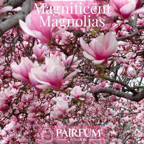 Magnificent Magnolias