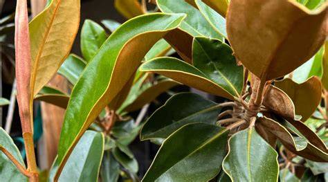Magnolia Tree Problems Brown Leaves