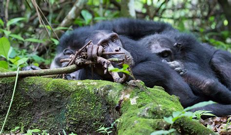 Mahale Chimpanzee Trekking