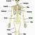 Main Bones Of The Body