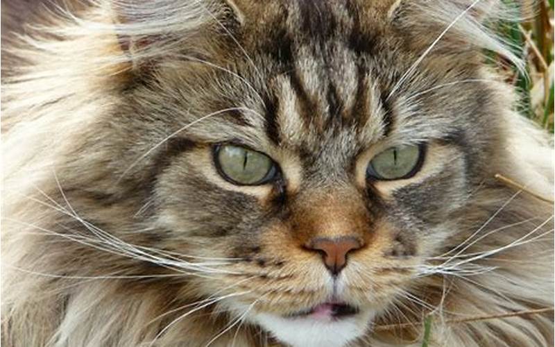 Maine Coon History
