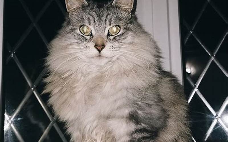 Maine Coon Mix With Persian Breed