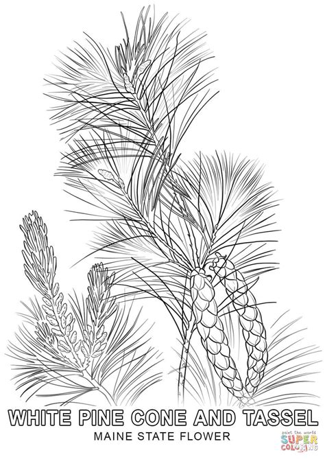 Maine State Flower Coloring Page