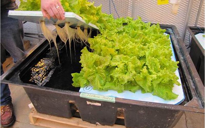 Maintaining Hydroponic System