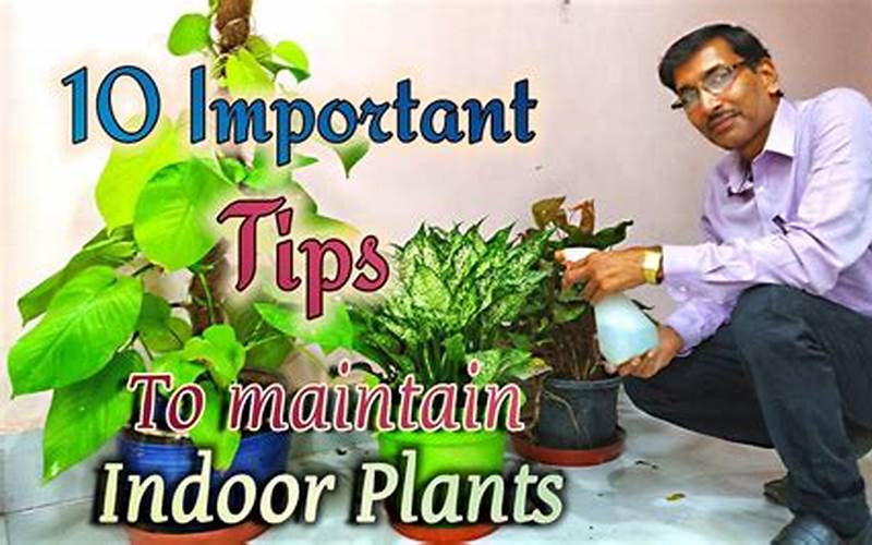 Maintaining Plants