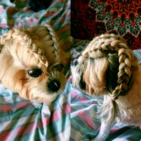 Maintaining Braided Hair on Dogs