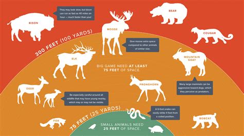 Maintaining Safe Distance Wildlife