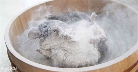 Maintaining Your Chinchilla`s Bathing Routine