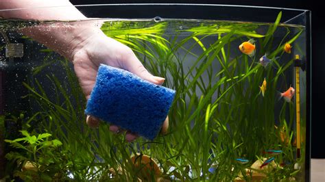 Maintaining Your Fish Tank