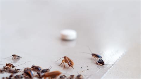 Maintaining a Roach-Free Environment