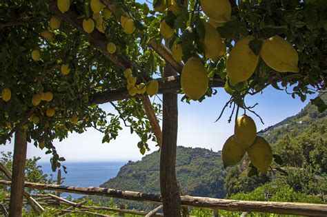 Maiori Lemon Groves