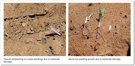 Maize reported issues