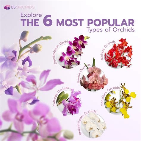 Major Types Of Orchids