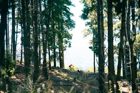 Majura Pines Features